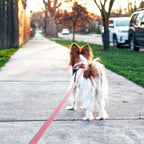 Waterproof Dog Training Leash